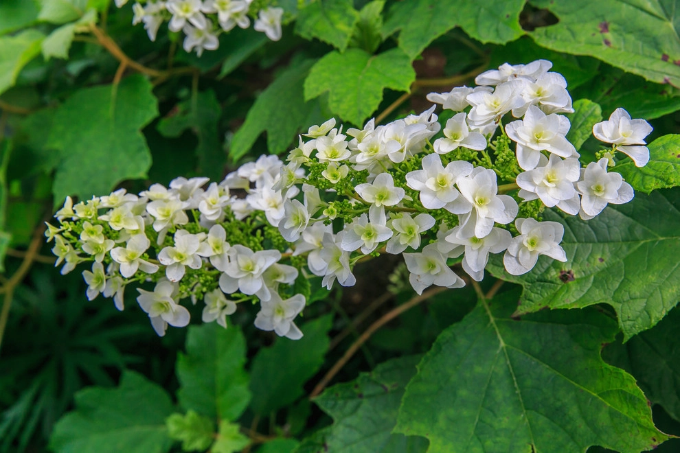 Varied Plants for New England Landscapes by Foster's Inc. Landscape Design & Installation - Photo 3