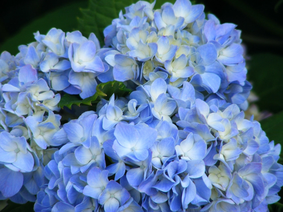 Varied Plants for New England Landscapes by Foster's Inc. Landscape Design & Installation - Photo 4
