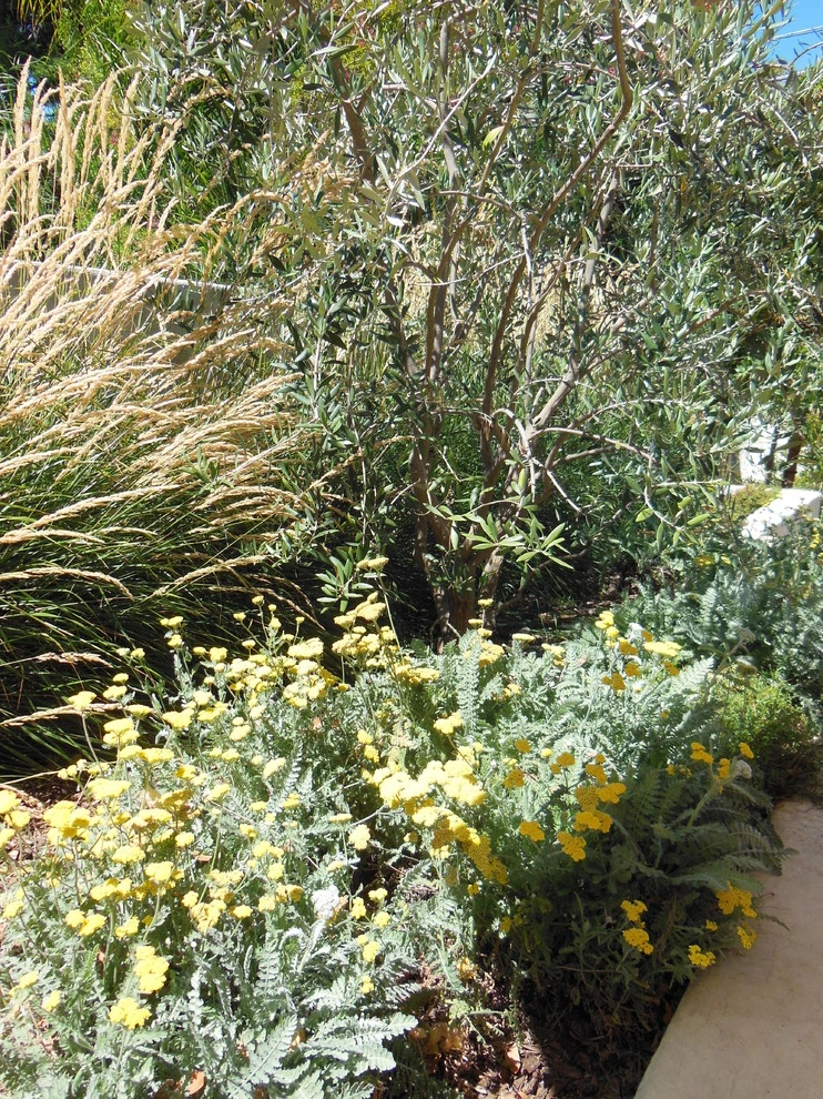 Sacramento Mediterranean Garden-Back Yard by Wildflower Landscape Design At K&D Landscaping - Photo 3