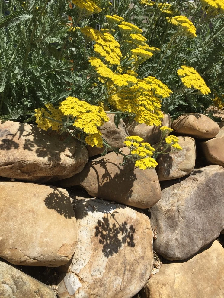 Zen Surf and Turf by Wildflower Landscape Design At K&D Landscaping - Photo 11