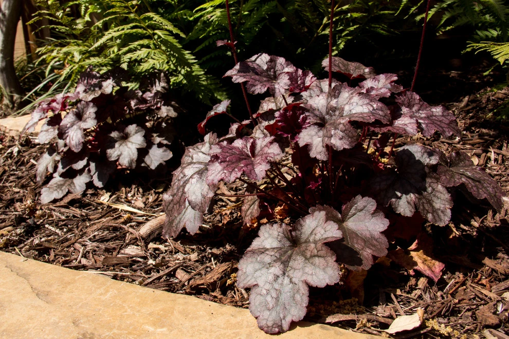 Aptos Townhome by Wildflower Landscape Design At K&D Landscaping - Photo 6