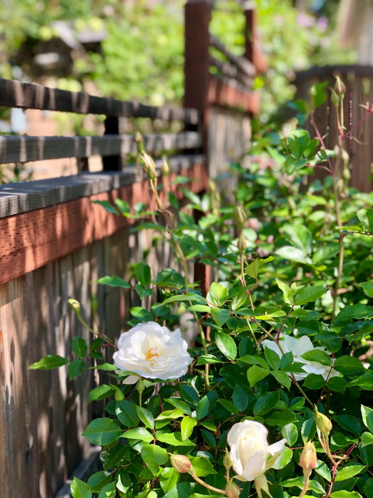 Westside Bungalow by Wildflower Landscape Design At K&D Landscaping - Photo 12