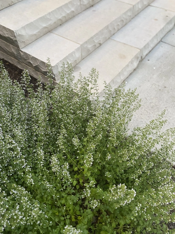 Capitol View Veranda by Four Of Six Landscape - Photo 3