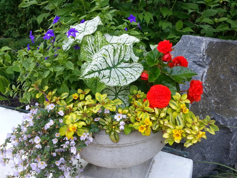 Container Gardens by A Southern Gardener - Photo 9