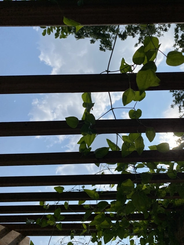 Deforest Descent by Four Of Six Landscape - Photo 9