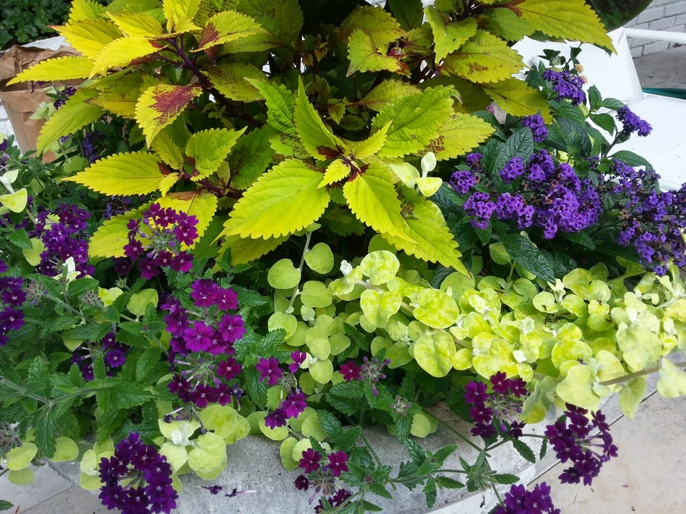 Container Gardens by A Southern Gardener - Photo 6