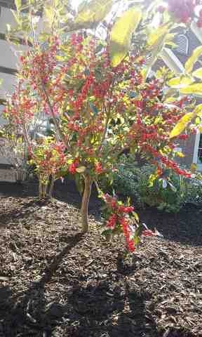 Alberto Alavez Professional Lawn Services LLC 4 by Alberto Alavez Professional Lawn Services LLC - Photo 53