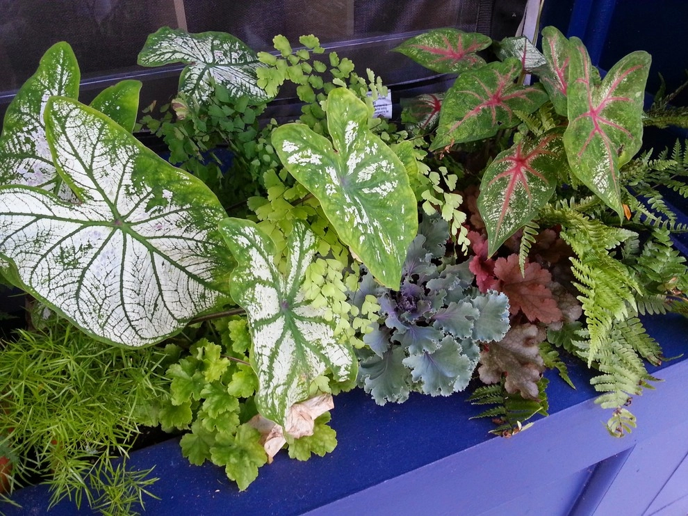 Container Gardens by A Southern Gardener - Photo 22