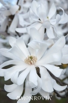 Four Seasons Of Georgia - Photo 8