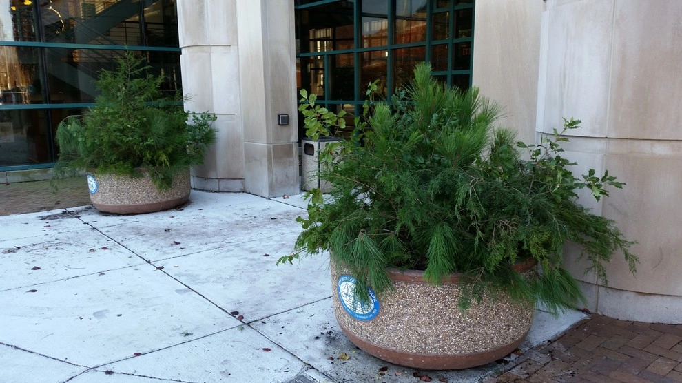A Southern Gardener - Photo 2