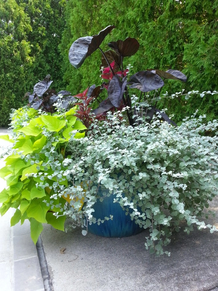 Container Gardens by A Southern Gardener - Photo 7