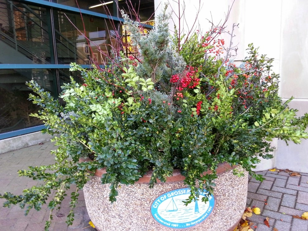 Winter Container Arrangements by A Southern Gardener - Photo 6