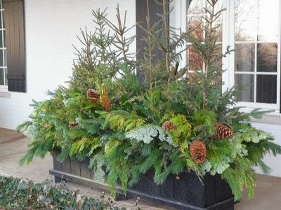 Winter Container Arrangements by A Southern Gardener - Photo 2