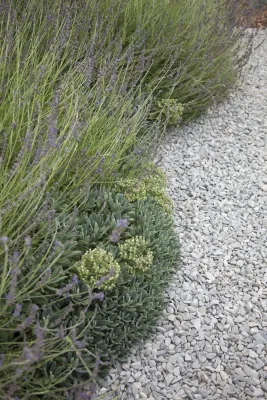 Palisades Bluff Contemporary — Landscape Design project by Gabriela Yariv Landscape Design