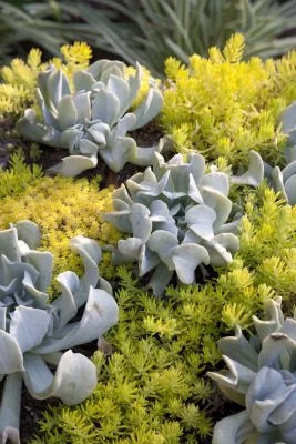 Gabriela Yariv Landscape Design - Garden Remodeling in Pasadena, CA