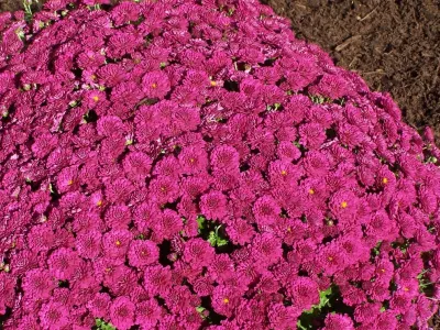 Garden Designs by Jacqueline, Llc. - Landscape Maintenance in Ludlow, MA