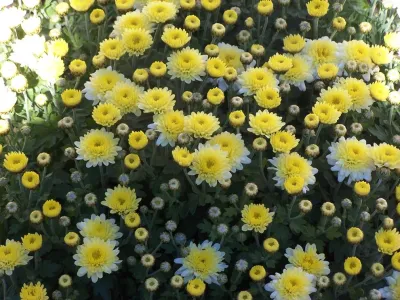 MUMS! Adding color to the fall gardens...4-6 more weeks of color! — Landscape Design project by Garden Designs By Jacqueline, Llc.