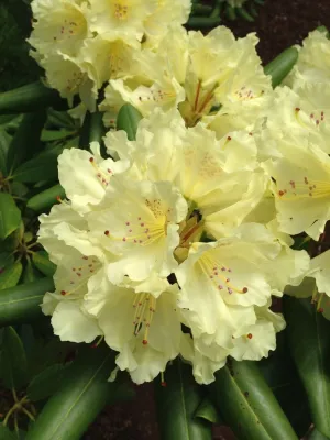 Garden Designs by Jacqueline, Llc. - Landscape Maintenance in Ludlow, MA