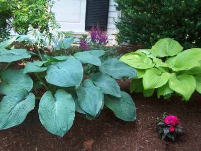 Rugby — Landscape Design project by Garden Designs By Jacqueline, Llc.