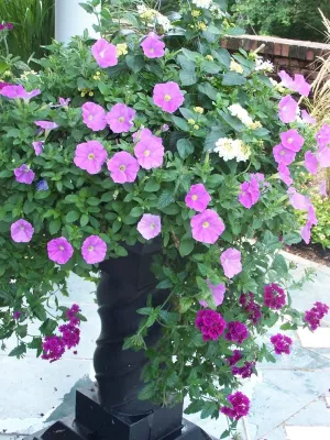 Garden Designs by Jacqueline, Llc. - Landscape Maintenance in Ludlow, MA