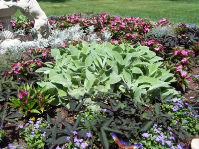 Annuals / Focal bed planting — Landscape Design project by Garden Designs By Jacqueline, Llc.