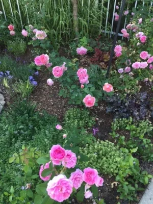 Garden Designs by Kristen - Tree Planting & Transplanting in Ipswich, MA