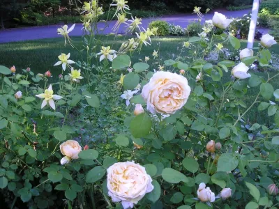 Garden Designs by Kristen - Tree Planting & Transplanting in Ipswich, MA