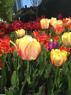 Garden Gallery LLC - Garden Remodeling in North Kingstown, RI