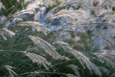 Garden Nest Residential Landscape - Irrigation System Repair in Orinda, CA