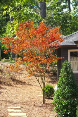 Stewart Project — Landscape Construction project by Daviscapes, Inc. in Mountain Brook