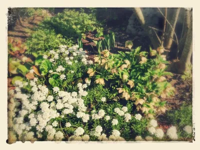 Courtyard Redesign — Landscape Design project by Garden Vignettes
