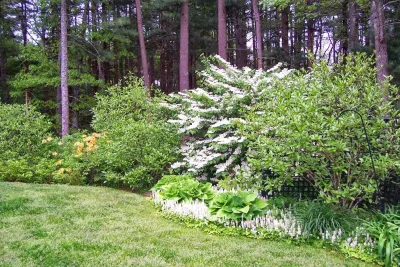 woodland restoration — Landscape Design project by Garden Vignettes