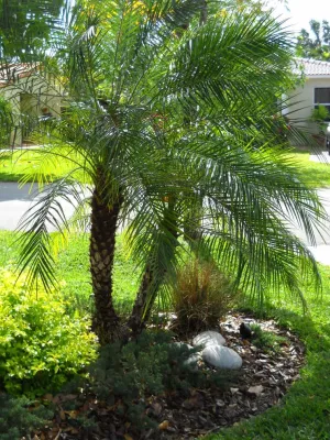 Asian Gardens — Landscape Design project by Gardening Angel in Fort Lauderdale