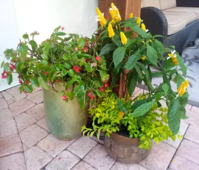 Colorful Containers — Landscape Design project by Gardening Angel in Fort Lauderdale