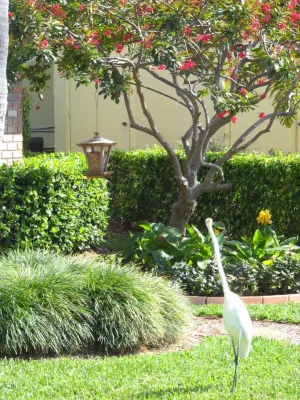 Garden Circles — Landscape Design project by Gardening Angel in Fort Lauderdale