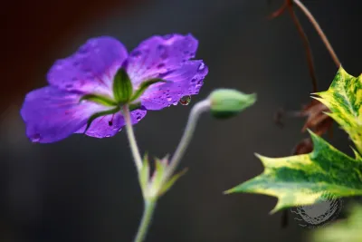 Gardens ALIVE Design - Garden Remodeling in Seattle, WA