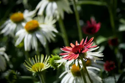 Cathie's Entry & Back Landscape — Landscape Design project by Gardens ALIVE Design in Bothell