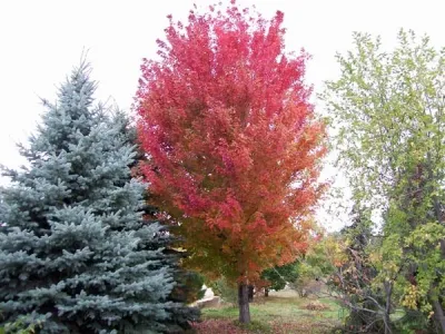 Earthpower Landscape and Patio - Landscape Construction in Fort Collins, CO