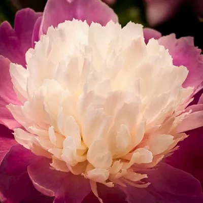 Edible Petals - Landscape Construction in Brooklyn, NY