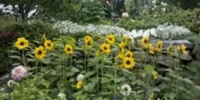 Aspetuck Gardens LLC - Landscape Construction in New Preston, CT
