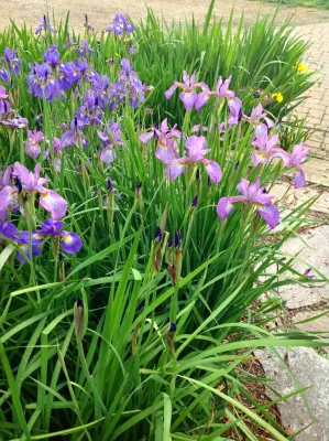 Glendale: 20 years of Soul Conservation, Somerset, VA — Landscape Design project by Gentle Gardener Green Design