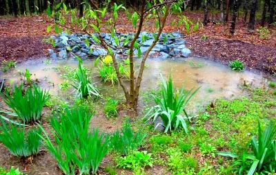 Green Springs, near Charlottesville: Growing a New Old Garden — Landscape Design project by Gentle Gardener Green Design