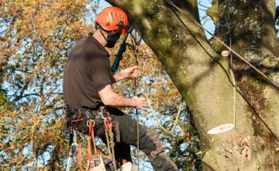 Four Seasons Trees - Landscape Construction in Skokie, IL