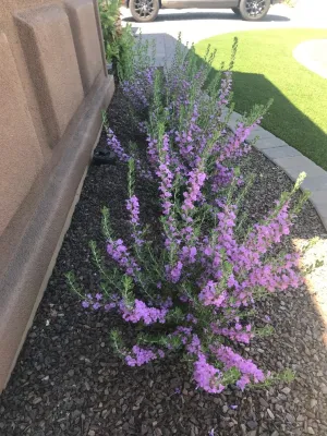 Giardinello Landscape & Design, LLC - Garden Remodeling in Fountain Hills, AZ