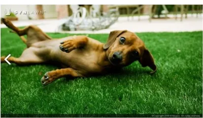 Pet Turf — Landscape Construction project by SYNLawn Of Nevada