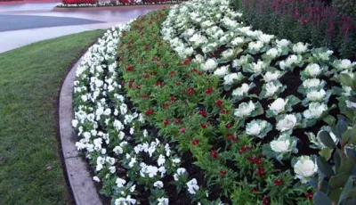 Western Garden Landscaping, INC. - Landscape Construction in Carlsbad, CA