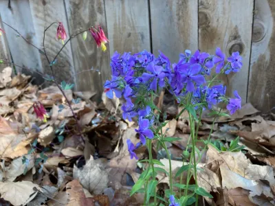 KC Native Landscapes - Landscape Design in Kansas City, MO