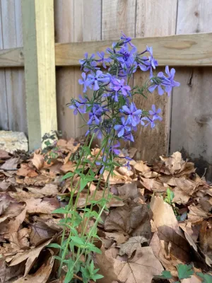 KC Native Landscapes - Landscape Design in Kansas City, MO