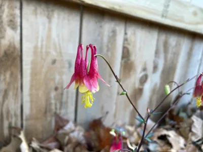 KC Native Landscapes - Landscape Design in Kansas City, MO
