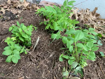 KC Native Landscapes - Landscape Design in Kansas City, MO